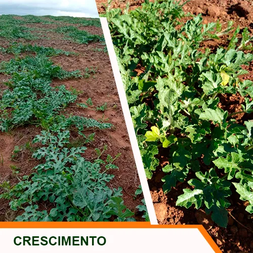 Crescimento