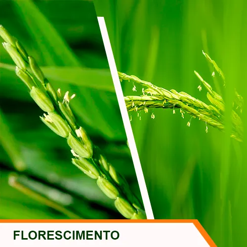 Florescimento